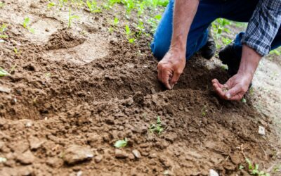 Sharing seeds could help farmers grow better food