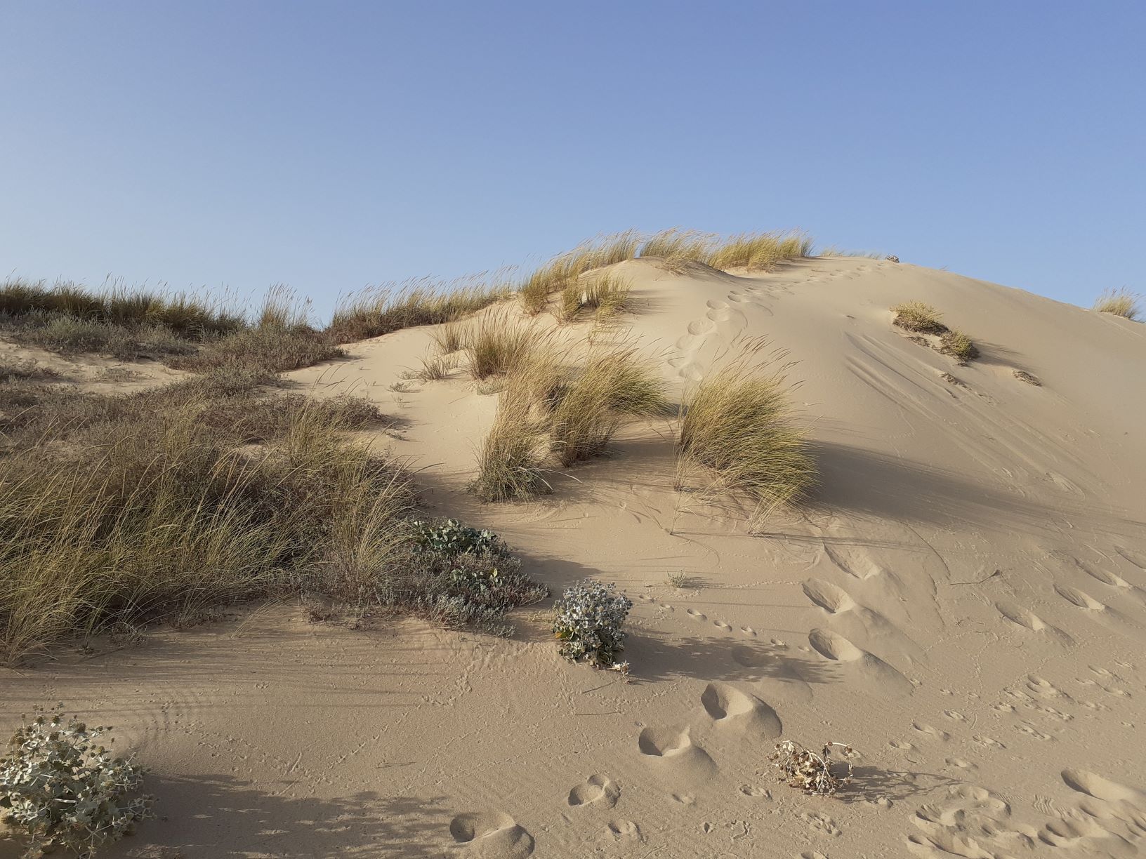 Vegetation growing on the dunes, including Ammophila arenaria, in Cresmina, Portugal, 2021.