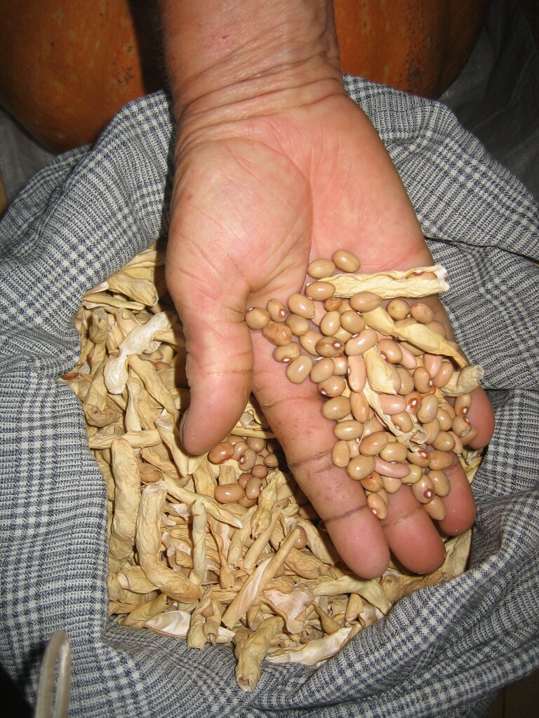 A hand full of macarronete shell bean. Paradela, Mirando do Douro (Portugal)