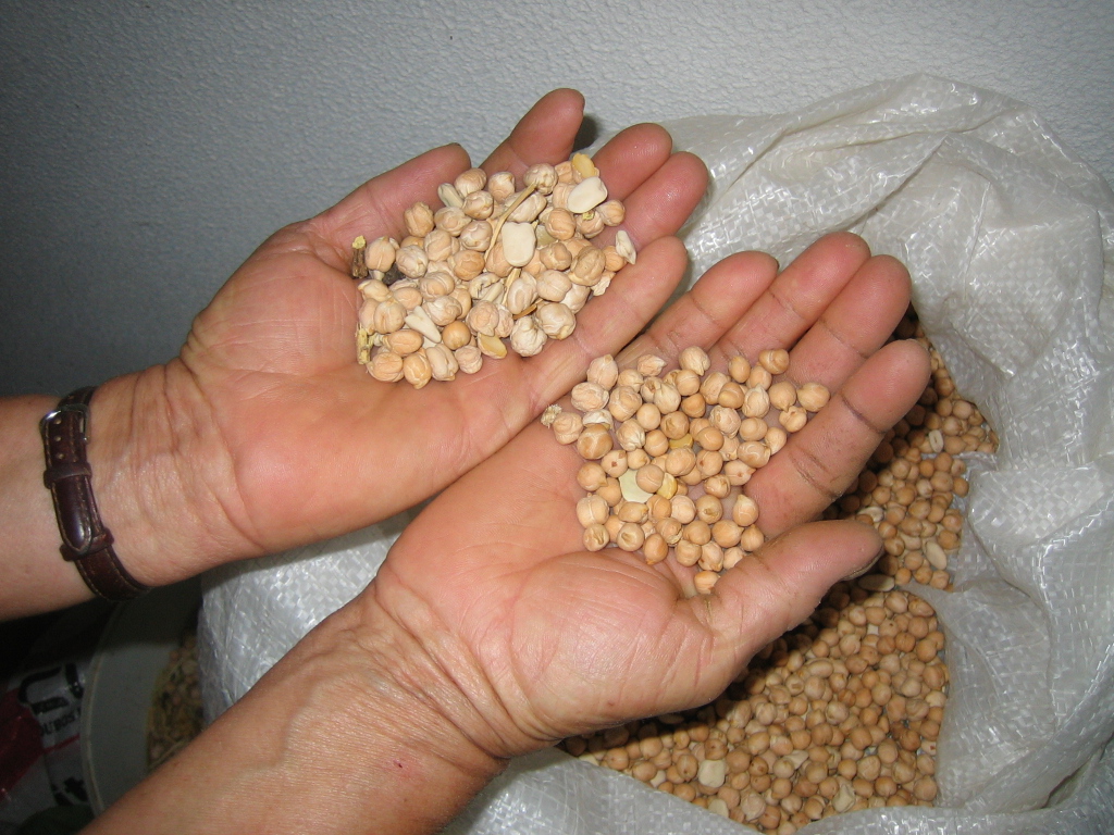 A hand holding Puchero chickpea, on the left, and autochthonous chickpea, on the right hand. Paradela, M.Douro (Portugal)