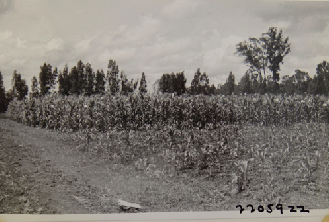 Maize experiment in 1958. Mexico.