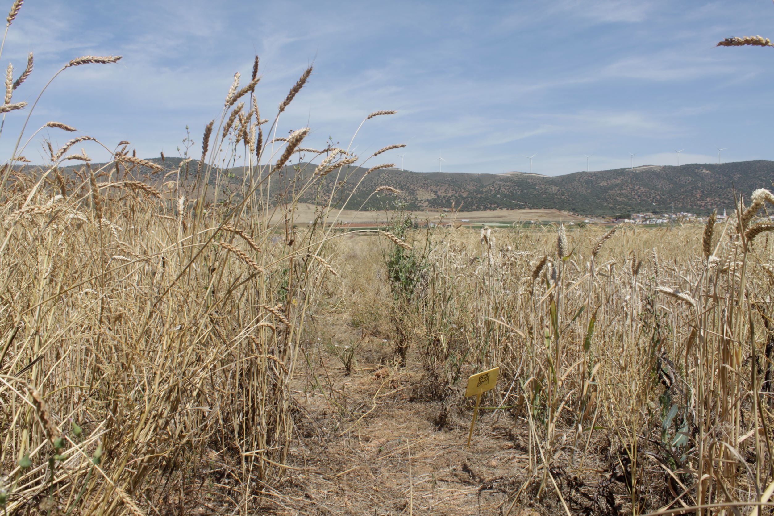 Photo of old, on the left, and modern, on the right, wheat varieties.