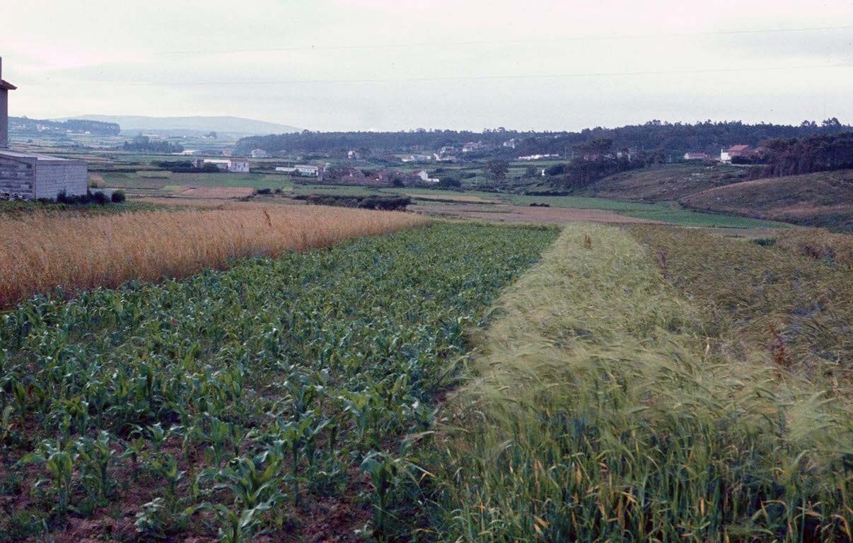 Rotation of wheat, corn, and oats. Malpica de Bergantiños, Comarca de Bergantiños, Galiza, 1982