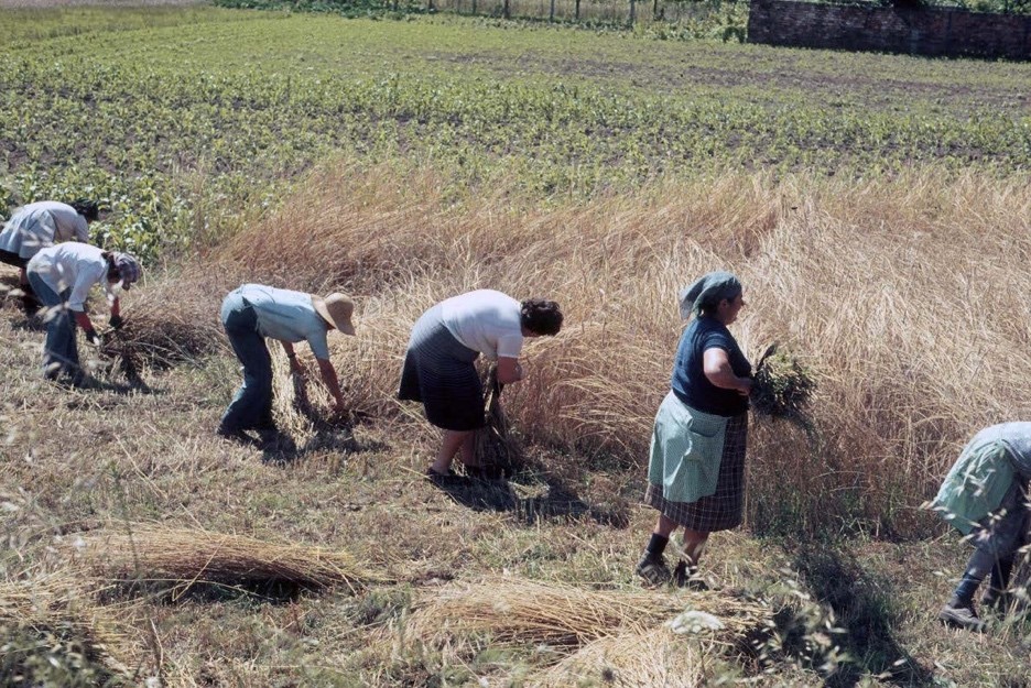 Women and men reaping rye by hand. Barro, Comarca de Pontevedra, Galiza, 1980.